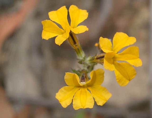 Goodenia bellidifolia Rocky Creek '05 IMGP4207[1]