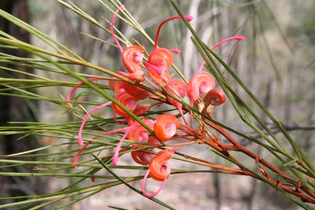 Grevillea johnsonii Yodellers '05  IMG_4134[1]