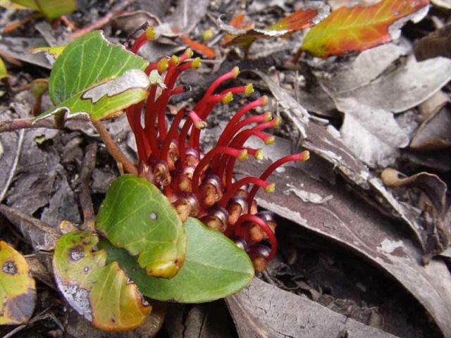 Grevillea laurifolia Chifley Nov '05 IMGP0377[1]