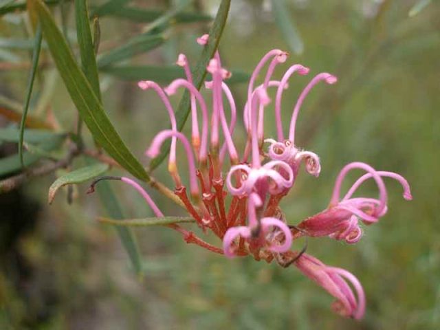 Grevillea sericea ssp. riparia (AF) H i t Wall  Dec '04IMGP4053[1]