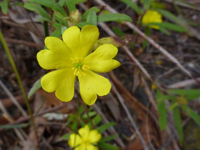Hibbertia saligna Bowens Creek November 2011