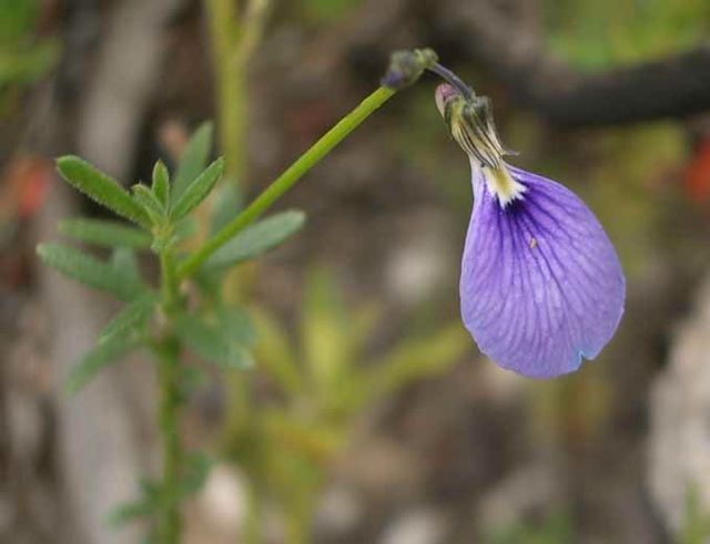 Hybanthus monopetalus Rocky Creek '05 IMGP4200[1]