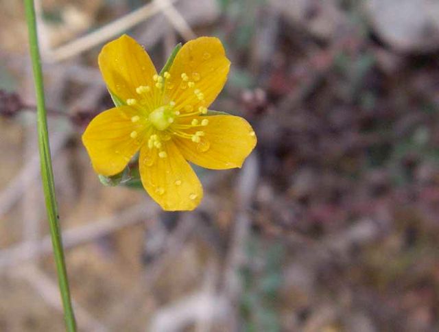 Hypericum grmineum Dalpura '05 IMGP0143[1]