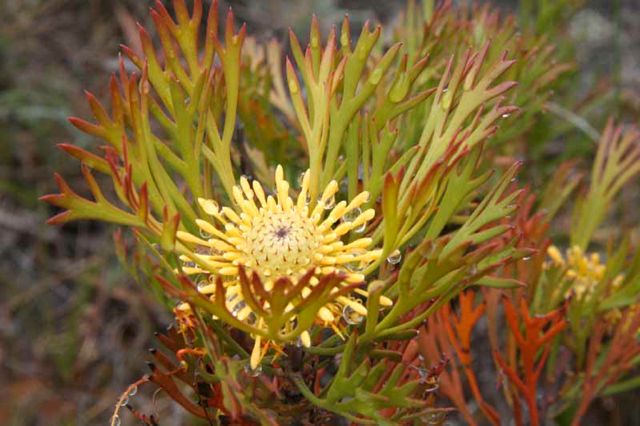 Isopogon anemonifolius Dalpura '05 IMG_4740[1]