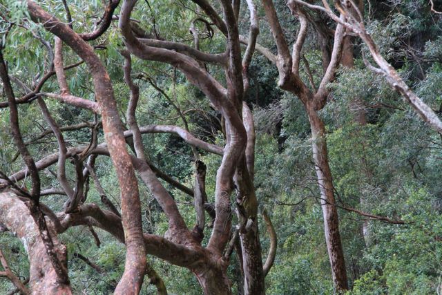Angophora costata V o t Waters Oct '10 IMG_0696[1]
