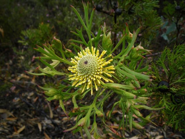 Isopogon anemonifolius Gardens o Stone '09  AC49[1]