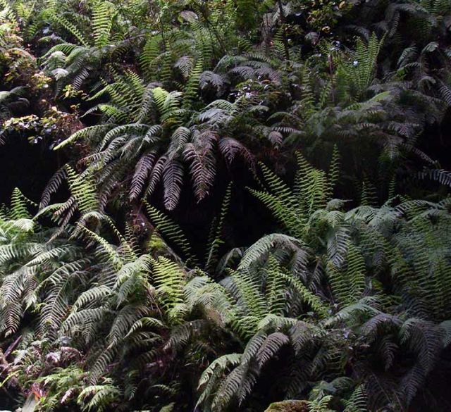 Leptopteris fraseri Bowens South Dec '05  IMGP0465[1]