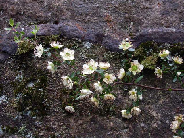Leptospermum macrocarpum Dalpura  '05 IMGP0137[1]