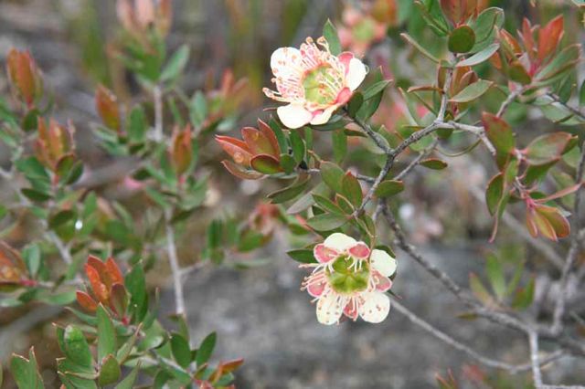 Leptospermum macrocarpum Dalpura '05  IMG_4727[1]