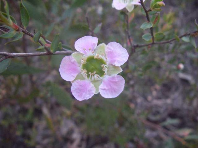 Leptospermum sphaerocarpum Luna Park '05 IMGP0279[1]