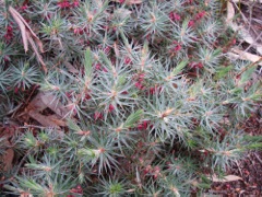 Melichrus urceolatus Blue Rocks Jun '08  53[1]