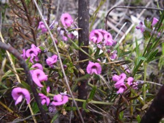 Mirbelia rubiifolia Chifley Nov '05 IMGP0374[1]