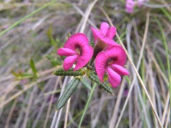 Mirbelia rubiifolia Chifley Nov '05IMGP0373[1]