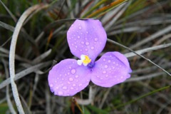 Patersonia longifolia Dalpura '05 IMG_4736[1]