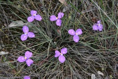 Patersonia longifolia Dalpura '05 IMG_4752[1]