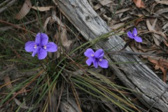Patersonia longifolia Gardens o Stone '09 AC05[1]