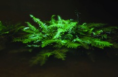 Blechnum nudum Grose Valley canyon S36[1]