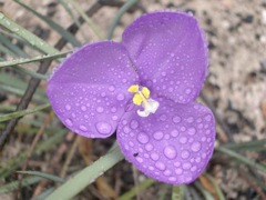 Patersonia longifolia Northern Blues '04 IMGP3457[1]