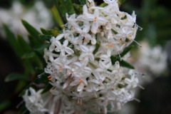 Pimelea sp. V o t Waters Oct '10 IMG_0403[1]