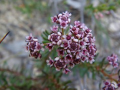 Poranthera coymbosa Dalpura '09  DC56[1]