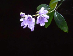 Prostanthera caerulea Dalpura '05 IMGP0125[1]