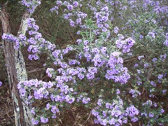 Prostanthera incana Kowmung '07  IMGP4522[1]
