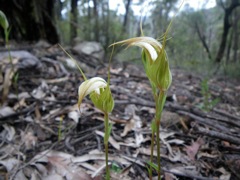 Pterostylis acuminata Coorongooba Eas '09   E55[1]