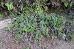 Rupicola ciliata Froth & Bubble '10 IMG_0736[1]