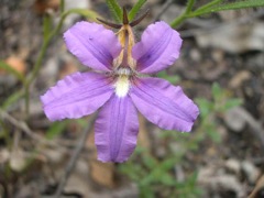 Scaevola ramosissima Coorongooba Dec '04 IMGP4125[1]