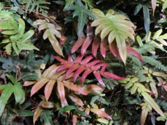 Blechnum wattsii Dalpura '09 DC05[1]
