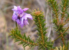 Sowerbaea juncea Dalpura  '05 IMG_4741[1]