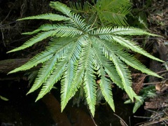 Sticherus flabellatus Coorongooba Dec '04 IMGP4121[1]