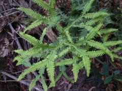 Sticherus lobatus Dalpura '09 DC10[1]