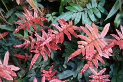 Blechnum wattsii Dalpura '09 DC07[1]