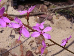 Stylidium productum Clatterteeth Dec '07  C20[1]