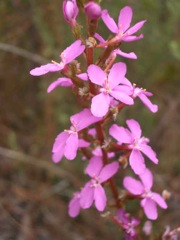 Stylidium productum H i t Wall Dec '04  IMGP4070[1]