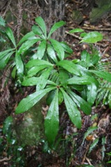 Tasmannia insipida Jugglers '05 0020[1]