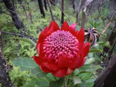 Telopea speciosissima Dalpura '09 DC33[1]