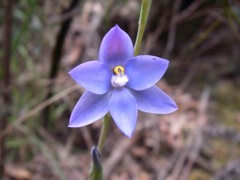 Thelymitra sp. Chifley Nov '05 IMGP0302[1]