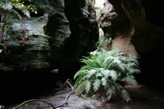 Todea barbara Deep Pass Dec '07  IMG_9048[1]