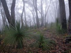 Xanthorrhoea australis Kowmung Oct '10 PBT20[1]