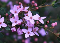 Boronia rubiginosa Red Rocks Sept '10 IMG_3961[1]