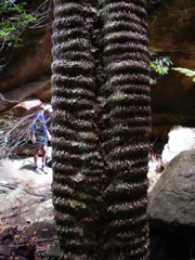 Ceratopetalum apetalum Coorongooba Dec '06 IMGP1027[1]