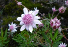 Actinotus forsythii Kanangra October 2011 FF3[1]