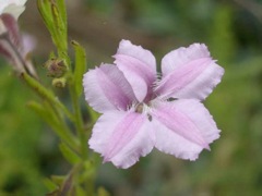 Coopernookia barbata Northern Blues Nov '04  IMGP3538[1]
