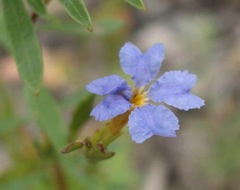 Dampiera stricta Coorongooba Dec '04 IMGP4126[1]