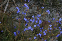 Dampiera stricta Dalpura '09  DC45[1]