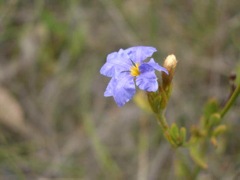 Dampiera stricta H i t Wall  Dec '04 IMGP4043[1]