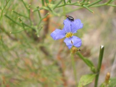 Dampiera strictaH i t Wall  Dec '04 IMGP4050[1]