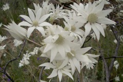 Actinotus helianthi Northern Blues Nov '04  MGP3534[1]